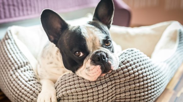 FAITS FASCINANTS À PROPOS DE VOS BÉBÉS À QUATRE PATTES !